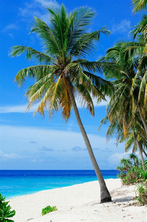 Palm Tree Photos, Download The BEST Free Palm Tree Stock .